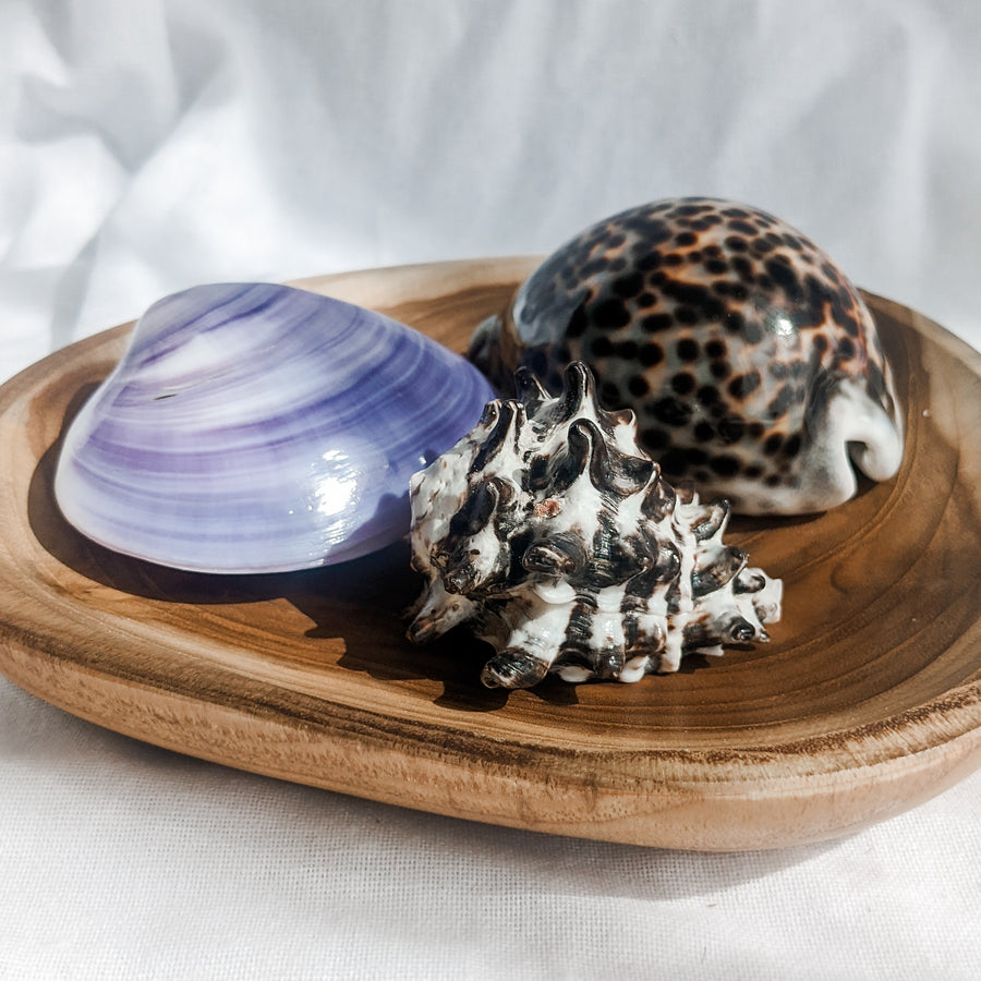 Natural Treasures - Mengkudu Shell