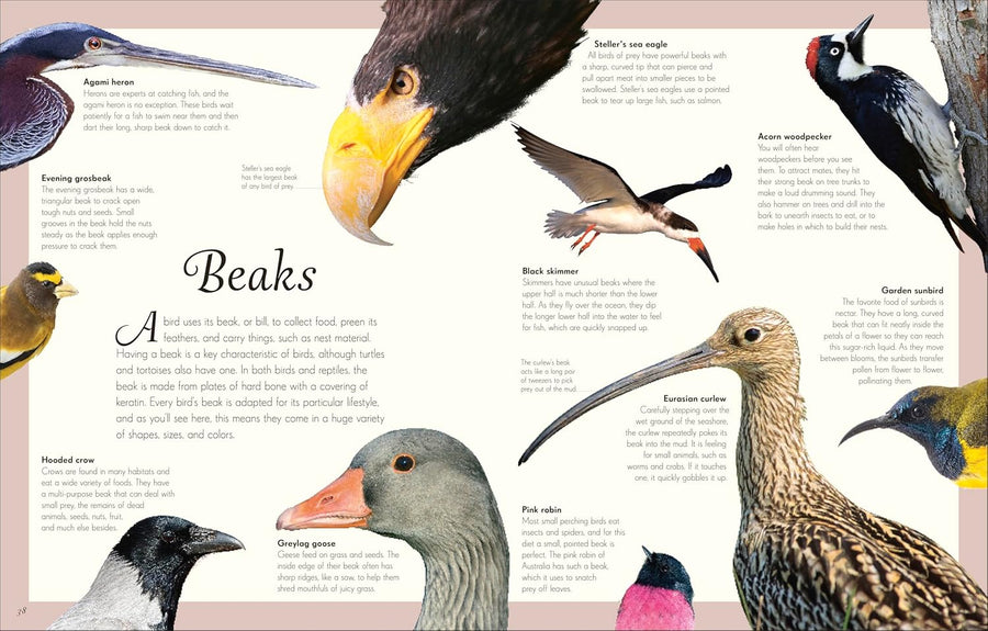 Anthology of Exquisite Birds | Ben Hoare