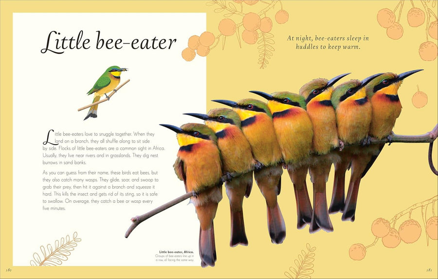 Anthology of Exquisite Birds | Ben Hoare