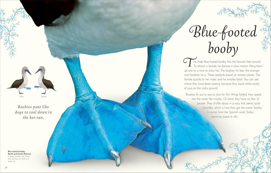 Anthology of Exquisite Birds | Ben Hoare