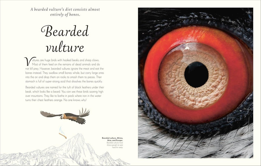 Anthology of Exquisite Birds | Ben Hoare