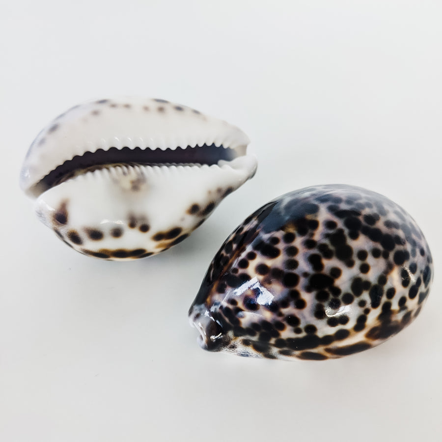 Natural Treasures - Large Spotted Cowrie Shell