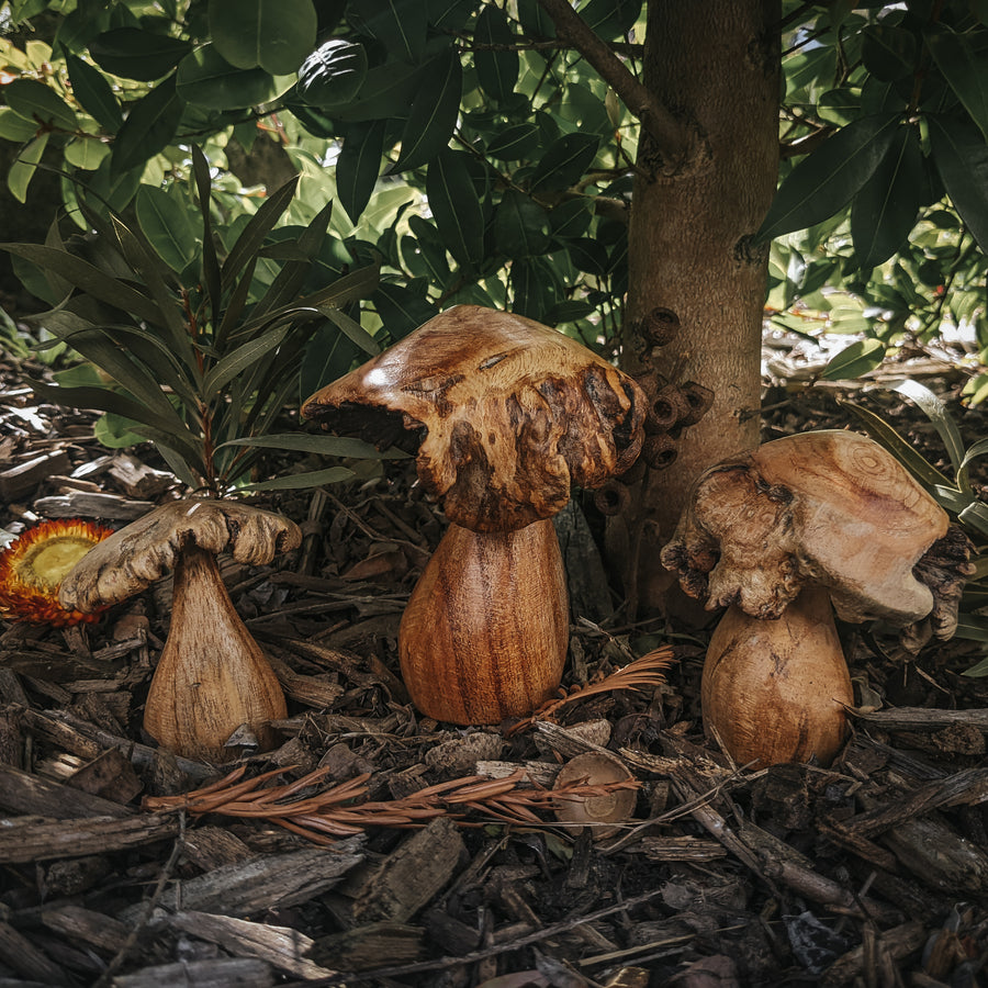 Wood Rose Mushrooms