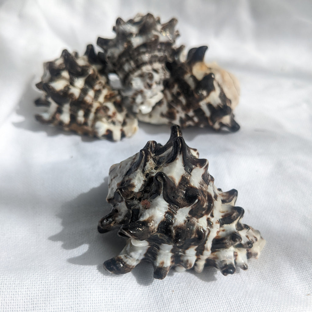Natural Treasures - Mengkudu Shell