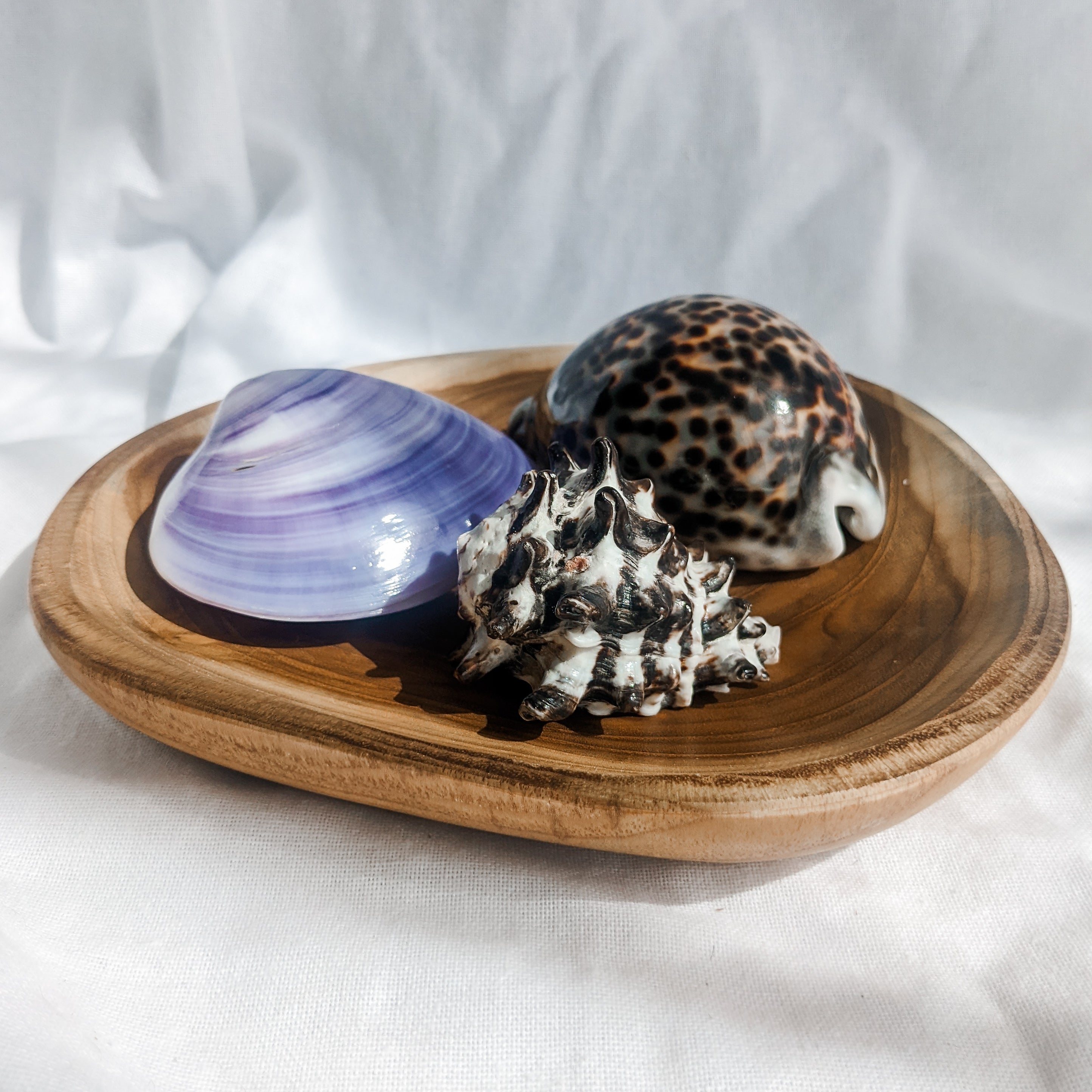 Natural Treasures - Large Tok Shell – Fairplay