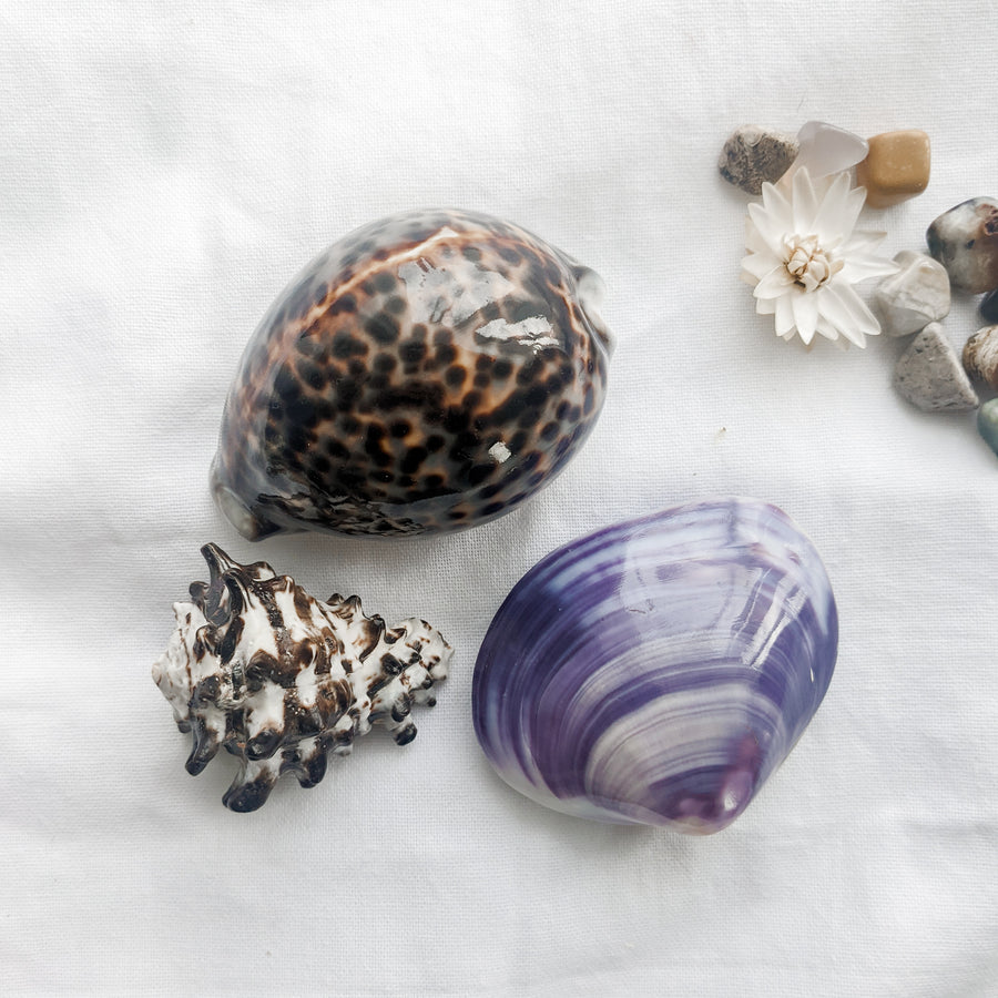 Natural Treasures - Mengkudu Shell