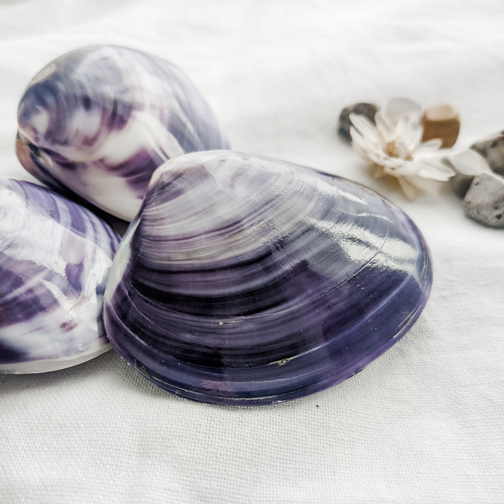 Natural Treasures - Large Tok Shell