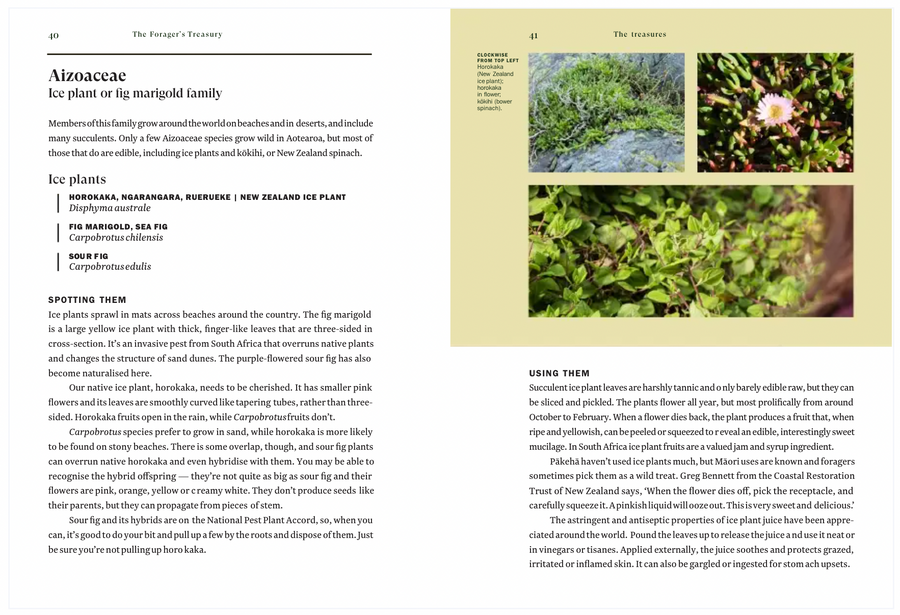The Foragers Treasury: The Essential Guide to Finding and Using Wild Plants in Aotearoa