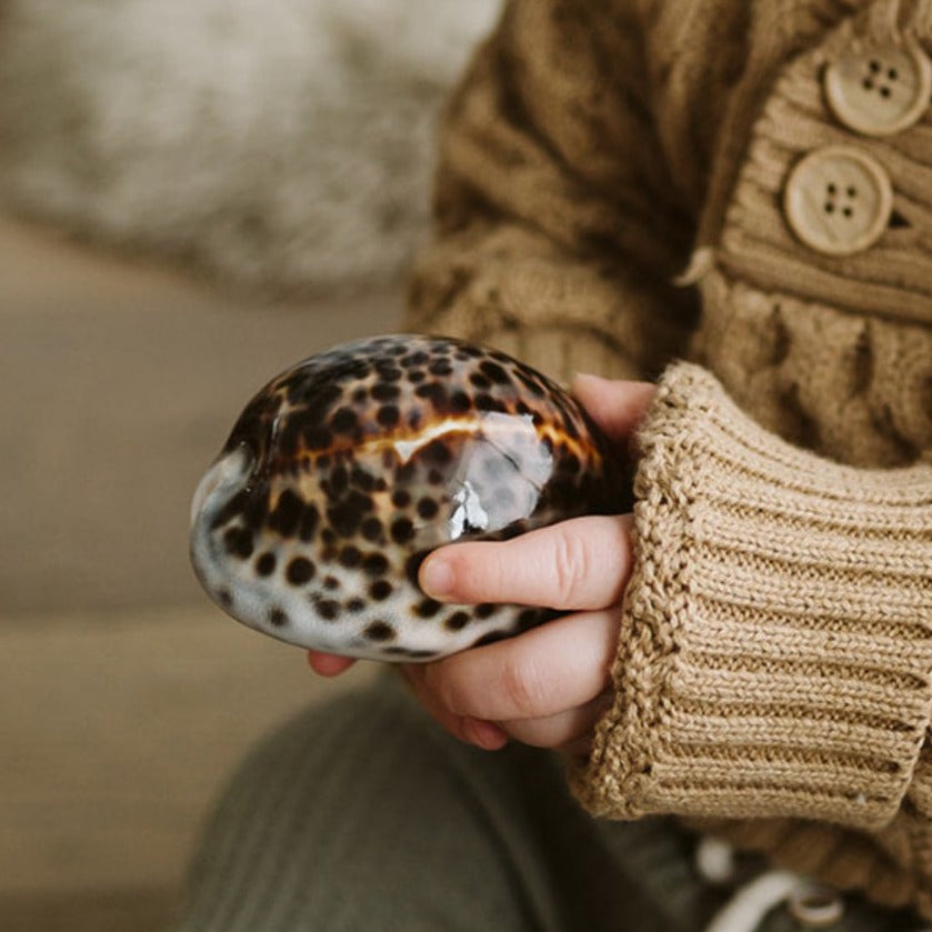 Natural Treasures - Large Spotted Cowrie Shell