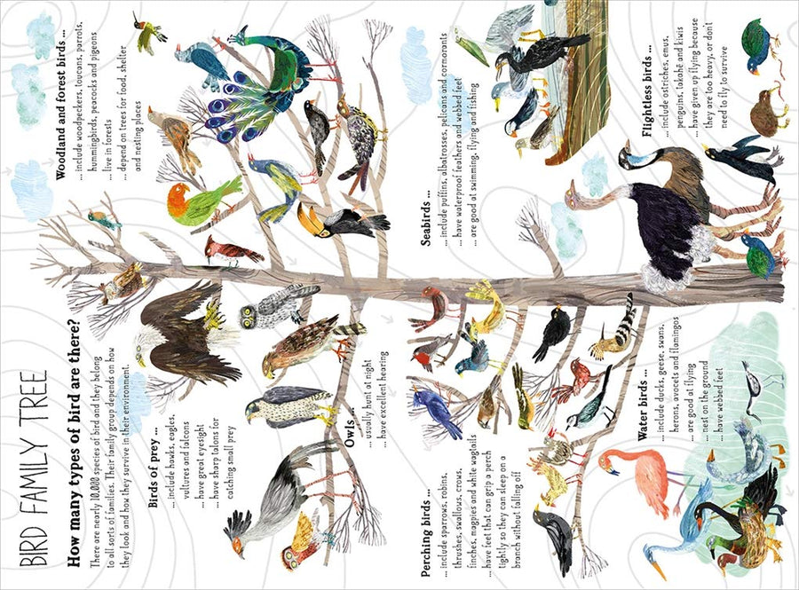 The Big Book of Birds | Yuval Zommer